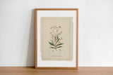 Botanical Wild Flowers Print Set of 6, Vintage Farmhouse Gallery Wall Decor, Botanical Floral Art, French Gray Flowers Art