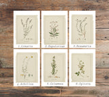 Botanical Wild Flowers Print Set of 6, Vintage Farmhouse Gallery Wall Decor, Botanical Floral Art, French Gray Flowers Art