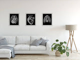 Human heart black background anatomy art wall