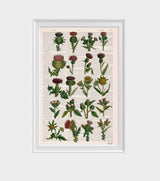 Sister gift, Cardoon collection Print on Vintage Dictionary Book page, Wild flora art, Wall art naturalist illustration  BFL230