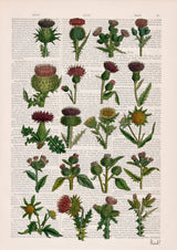 Sister gift, Cardoon collection Print on Vintage Dictionary Book page, Wild flora art, Wall art naturalist illustration  BFL230