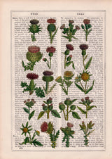 Sister gift, Cardoon collection Print on Vintage Dictionary Book page, Wild flora art, Wall art naturalist illustration  BFL230