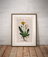 Dandelion Wild Plant