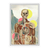 Muscles and organs collage Anatomy Art