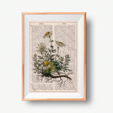 Chamomile plant