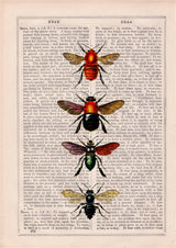 Bees and Bumblebees
