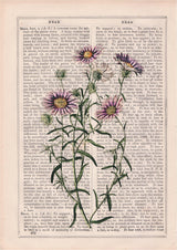 Wild daisies in lilac