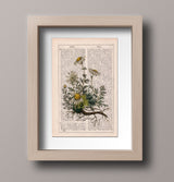 Chamomile plant