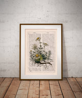 Chamomile plant