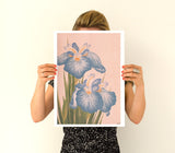 Blue Iris flowers Poster