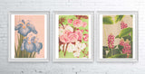Dotted Begonias Flower Poster