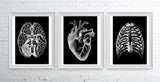 Human heart black background anatomy art wall