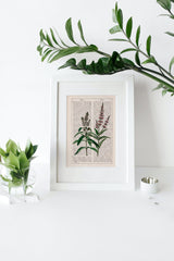 Mint Aromatic plant