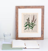 Mint Aromatic plant
