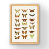 Moth and Butterflies Prints