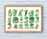 Trees types Eucational Art