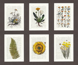 Yellow flowers Postcards