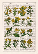 Yellow Wild flowers