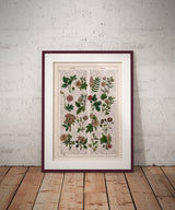 Pink Wild flowers collection