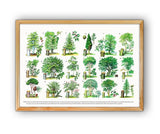 Trees types Eucational Art