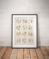 Microscope series Dinoflagellata Collection Print
