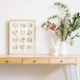 Microscope series Dinoflagellata Collection Print