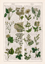 Ivory Wild flowers