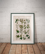Ivory Wild flowers