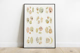 Microscope series Dinoflagellata Collection Print