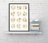 Microscope series Dinoflagellata Collection Print