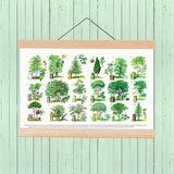 Trees types Eucational Art