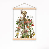 Human Skeleton in two parts White paper background