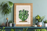 Opuntia Cactus art print