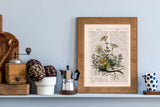 Chamomile plant