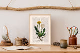 Dandelion Wild Plant