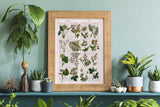 Ivory Wild flowers