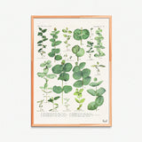 Eucalyptus Green Botanical Print
