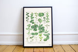 Eucalyptus Green Botanical Print