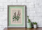 Mint Aromatic plant
