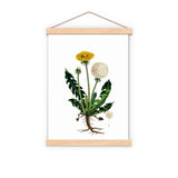 Dandelion Wild Plant