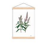 Mint Aromatic plant