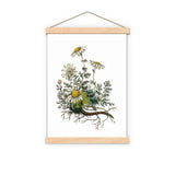 Chamomile plant