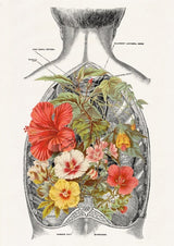 Open Back human Anatomy Print