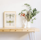 Dragonflies illustration