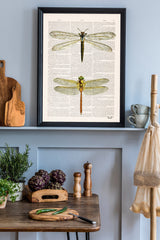 Dragonflies illustration