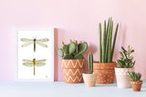 Dragonflies illustration