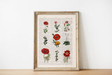Red wild Flowers
