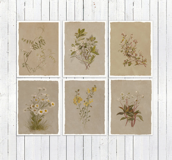 Vintage Botanical sketches - Neutral tones art - Gift Cards - Set of 6 - Floral Greeting Cards - Postcards - French Grey Cards - PSC024