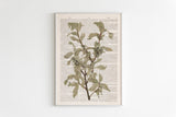 Soft Green and Grey Branch Painting | Vintage Print Farmhouse Berry Art | Neutral Botanical Art | Autumn Art | Book Page Prints | BFL290
