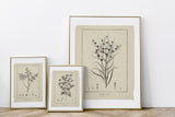 Botanical Print Set of 6, Vintage Farmhouse Gallery Wall Decor, Botanical Floral Art, French Gray Beige Wildflowers Art, Modern rustic Art